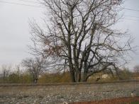 IMG_7333.JPG