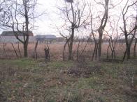 IMG_7366.JPG